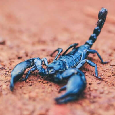 Scorpion