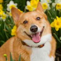 Corgi Fund